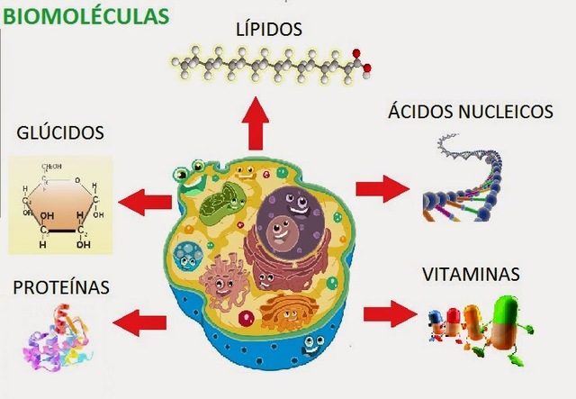 William Prout realiza la clasificación moderna de las biomoléculas