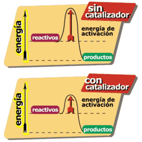 Wilhelm Ostwald contribuyó al estudio de la velocidad de las reacciones