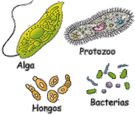 Leeuwenhoek observo la celula