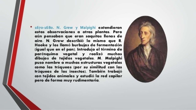 N. Grew y M. Malpighi