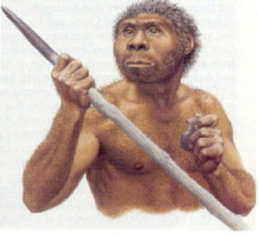 homo erectus