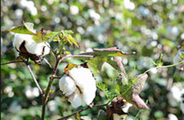 Cotton Trade in India