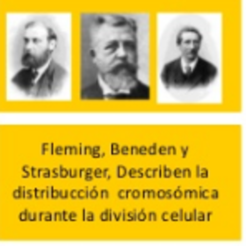 Fleming, Beneden y Strasburger