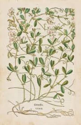 New Kreüterbuch Basilea