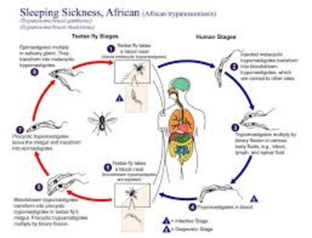 Paul Ehrlich develops a chemotherapeutic cure for sleeping sickness