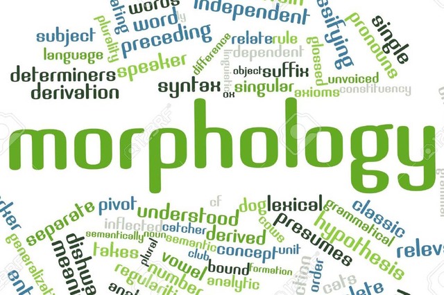 Morphology and Syntax