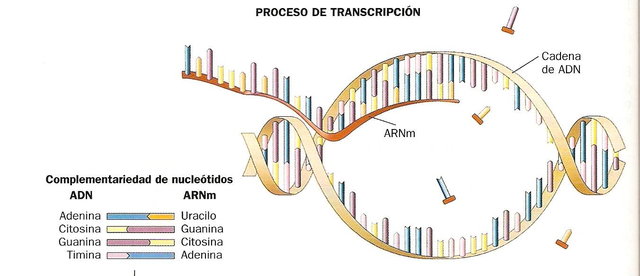 Transcripción Genética