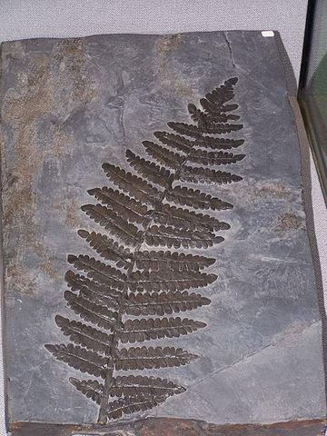 Periodo Carbonifero de Misisípico