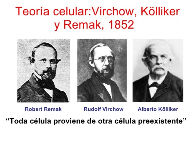 VIRCHOW, REMAK Y KOLLIKER