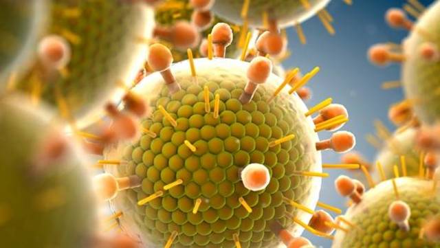 CÉLULAS DENDRÍTICAS Y CÉLULAS CITOTÓXICAS T