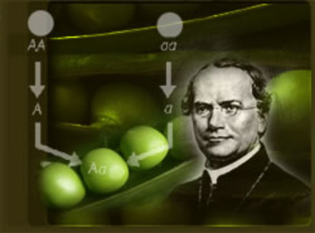 GREGOR MENDEL