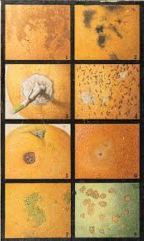 Joaquim Franco de Toledo