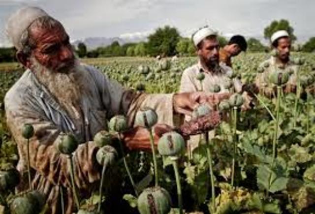 CULTIVO DE OPIO EN AUMENTO