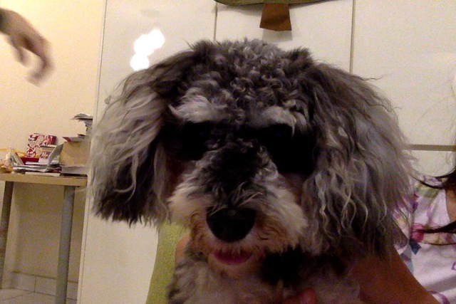 When I got my dog, Charcoal!