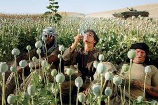 PROHIBICION INTERNACIONAL COSECHAS DE ADORMIDERAS