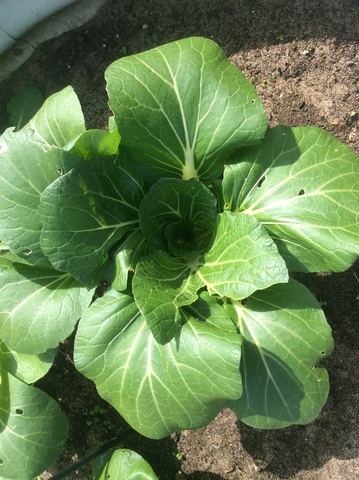 Bokchoy and beetroot