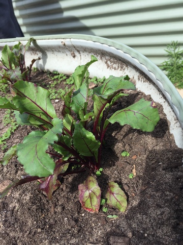 week 8- beetroot