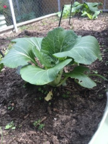 bokchoy