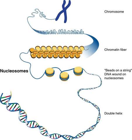 Avery, MacLeod y McCarthy demuestran que el ADN es el material genético