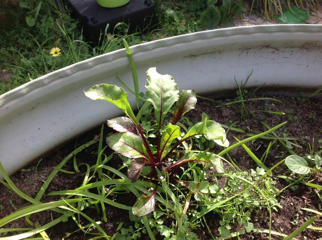 Week7 Measurements and Observations