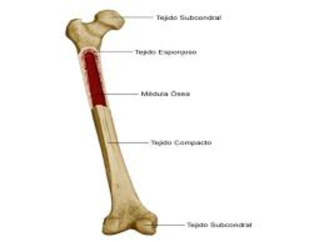 Inflamacion en el tejido oseo.