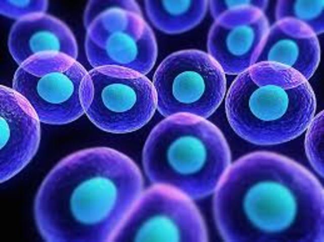 Scientists discover how to use human skin cells to create embryonic stem cells
