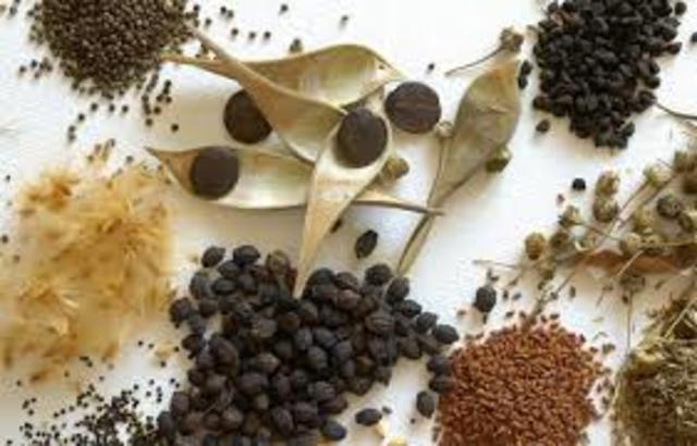 LATENCIAS DE SEMILLAS