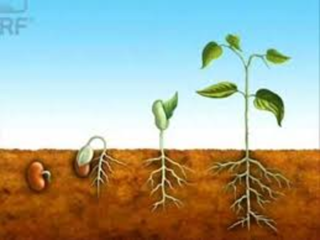 INFLUENCIA DEL OXIGENO EN LA GERMINACION