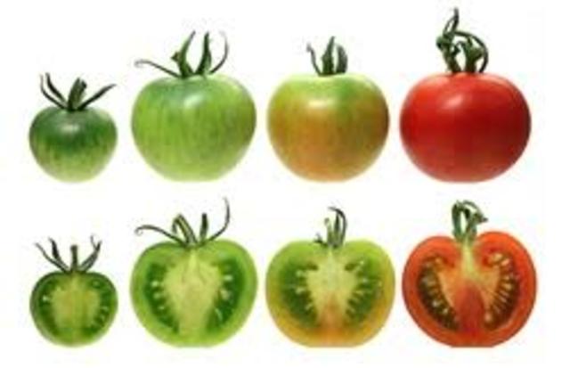 MADURACION DE LOS FRUTOS