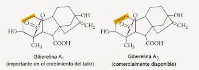 REGULADORES DEL CRECIMIENTO GIBERELINAS