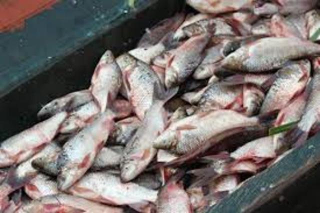 la creación de cooperativas pesqueras