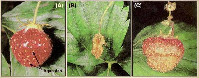 REGULADORES DEL CRECIMIENTO ETILENO