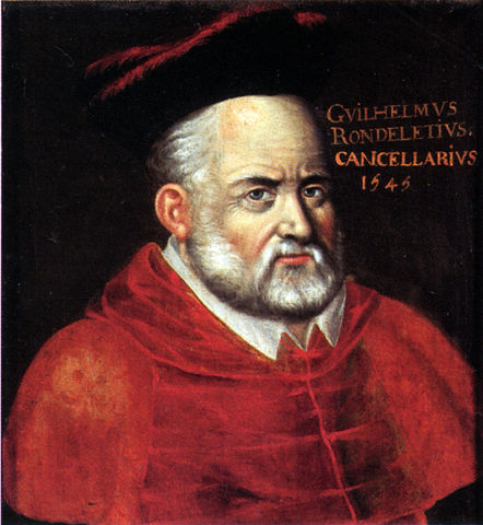 Guillaume Rondelet  (27 de septiembre de 1507 - 30 de julio de 1566)