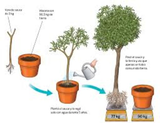 ALIMENTACION VEGETAL