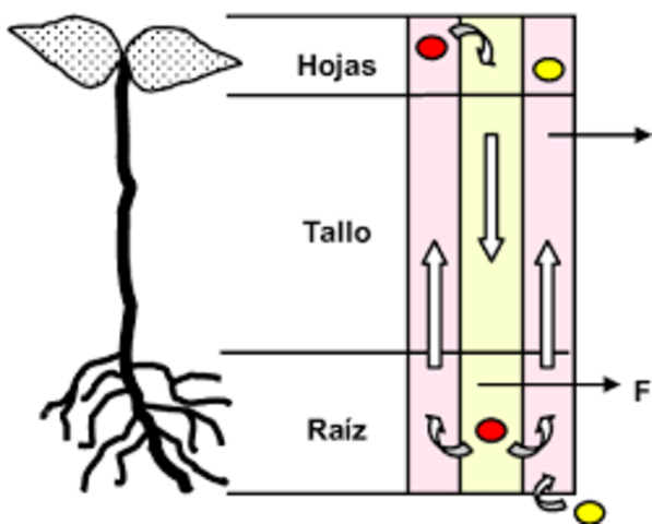 CRECIMIENTO DE LA MENTA VERDE