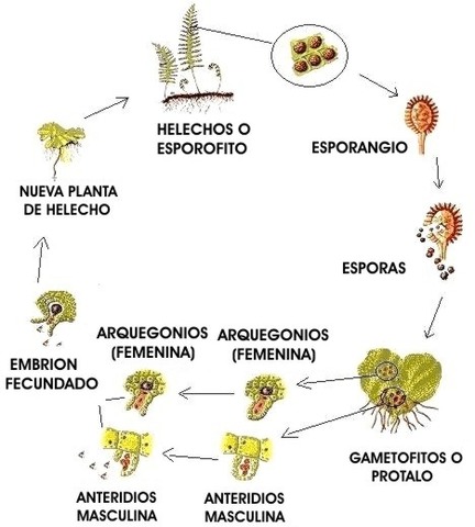 CULTIVO DE EMBRIONES Y ESPORAS
