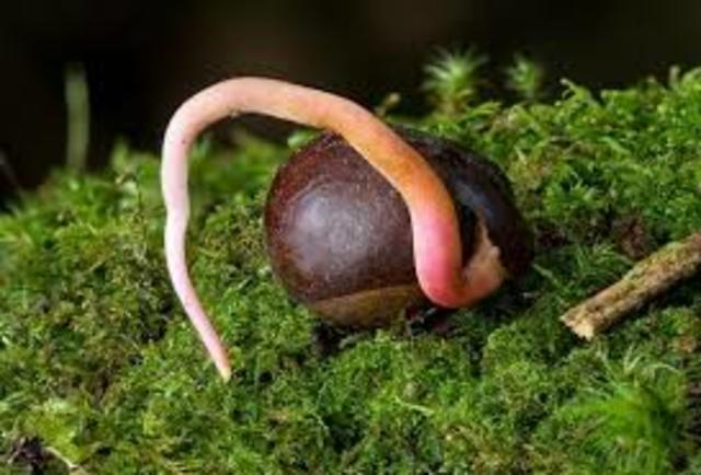 LATENCIA DE SEMILLAS