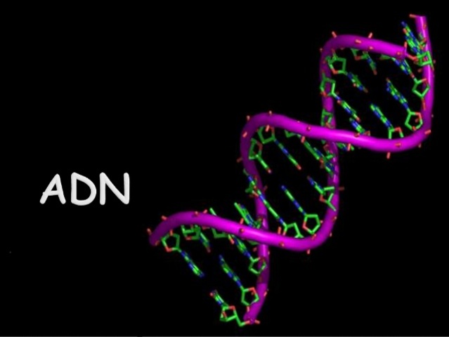 ADN