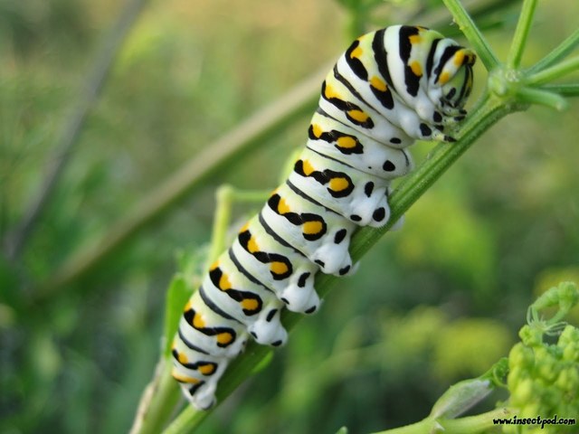 Stage Two: Caterpiller Larve