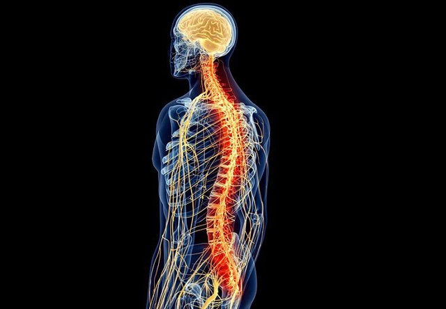 Demostró cómo diversos músculos son controlados por la médula espinal. Identificó siete pares de nervios craneales