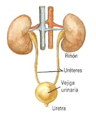 Demostró las funciones del riñón y de la vejiga. Demostró que por las arterias circula sangre, y