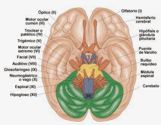 Identificó siete pares de nervios craneales.