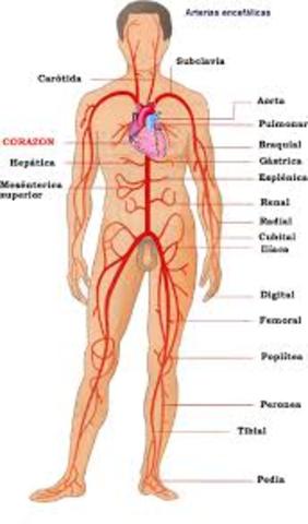 Demostró que por las arterias circula sangre, y no aire (como pensaban Erasístrato y Herófilo)