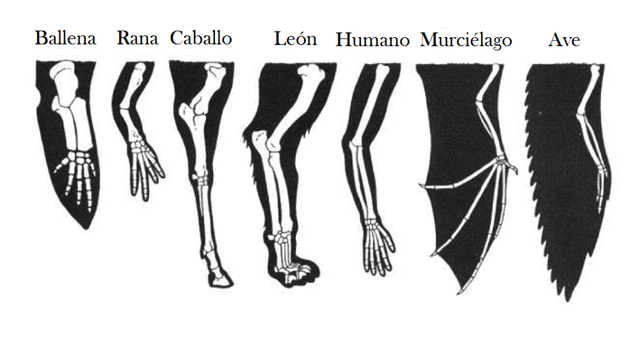 JEAN LEOPOLD NICOLAS FREDERIC CUVIER (1769- 1832)