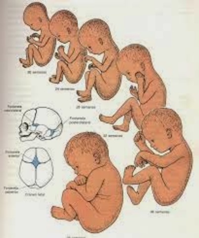 HEIZ CHRISTIAN PANDER (1794 - 1865), MARTIN HEINDRIK (1793- 1860)