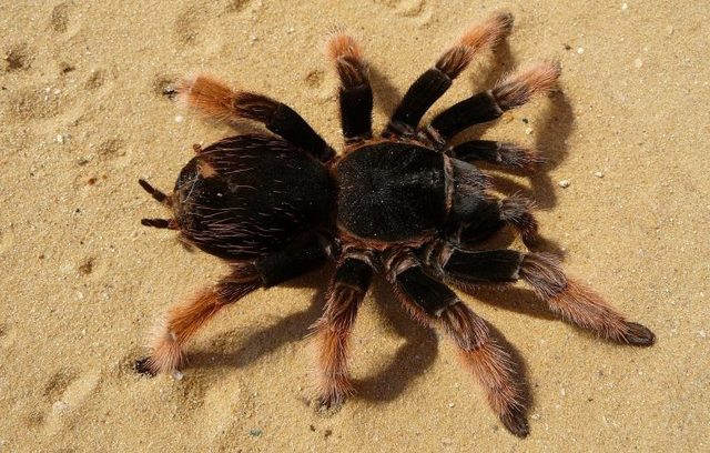 Primera tarantula clasificada