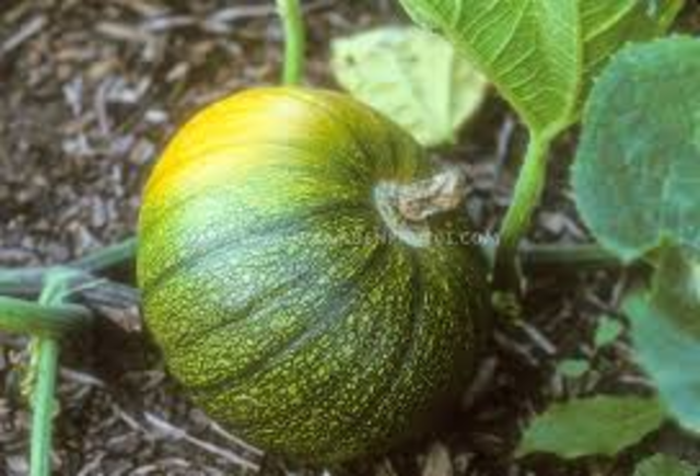 Green Pumpkin