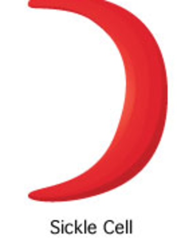 Rush Medical College