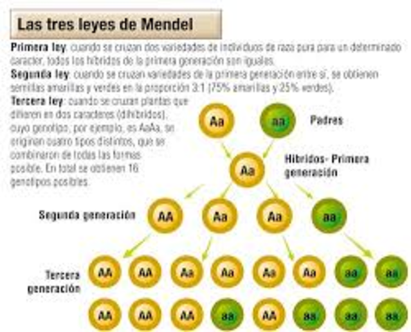 Leyes de Mendel.