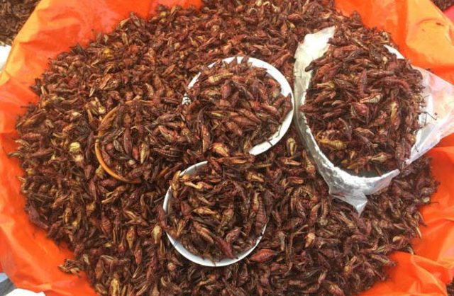 Chapulines